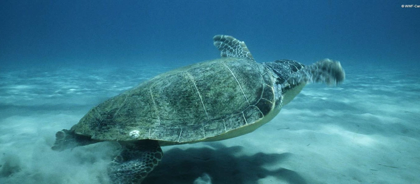 11 μικροπράγματα για τις χελώνες Caretta-Caretta: Κολυμπούν κάτω από το νερό για 7 ώρες συνεχόμενα (βιντεο)